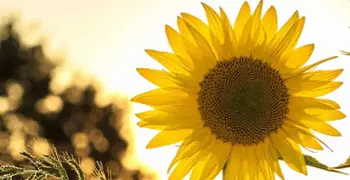 Salud Pública de la Comunidad de Madrid recomienda precaución por las altas temperaturas