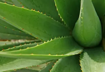 Los usos medicinales del aloe vera