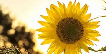La Comunidad de Madrid activa el Plan de Vigilancia de los Efectos de las Olas de Calor Sobre la Salud